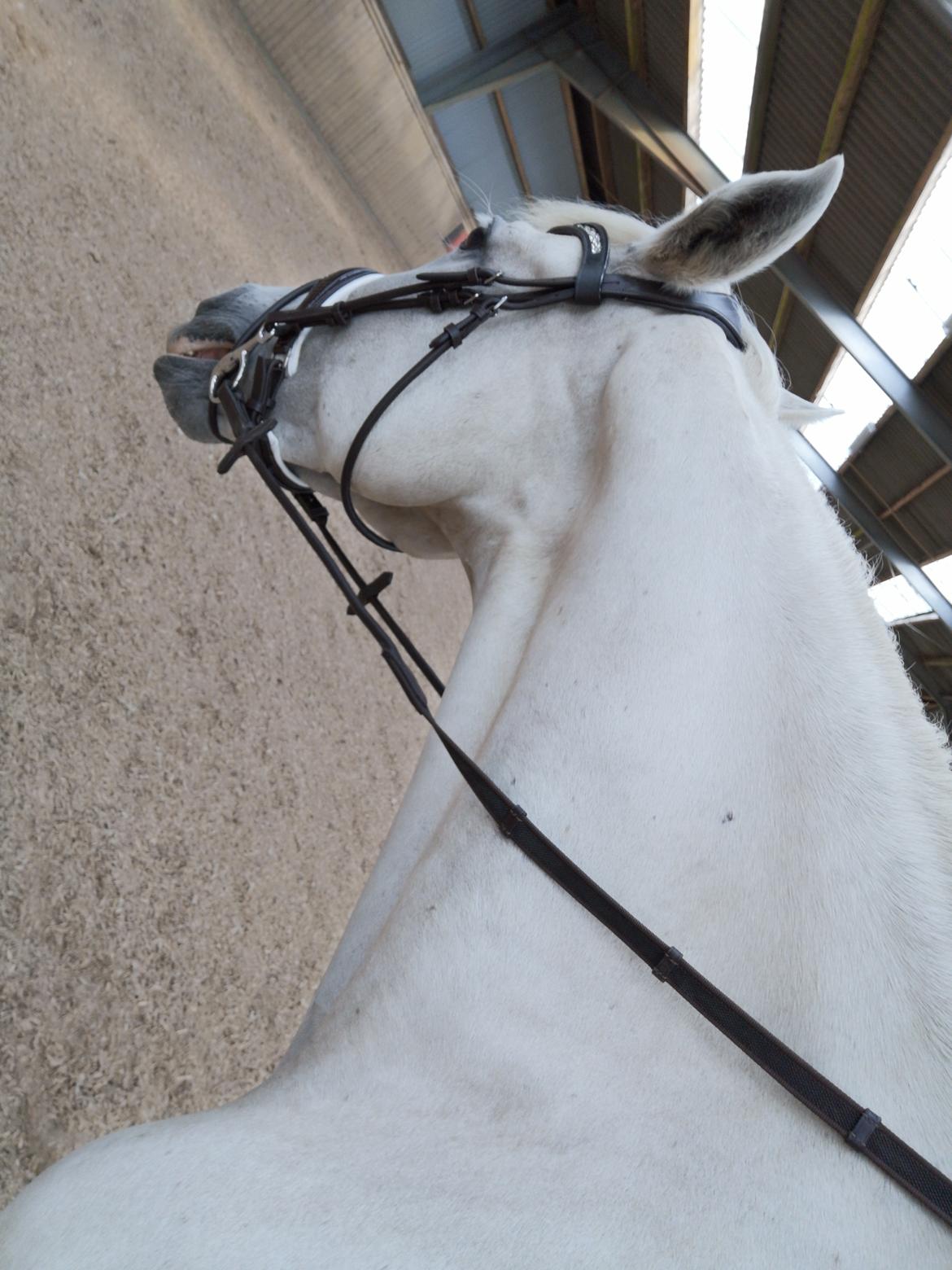 Pura Raza Española Olvidada XII billede 12