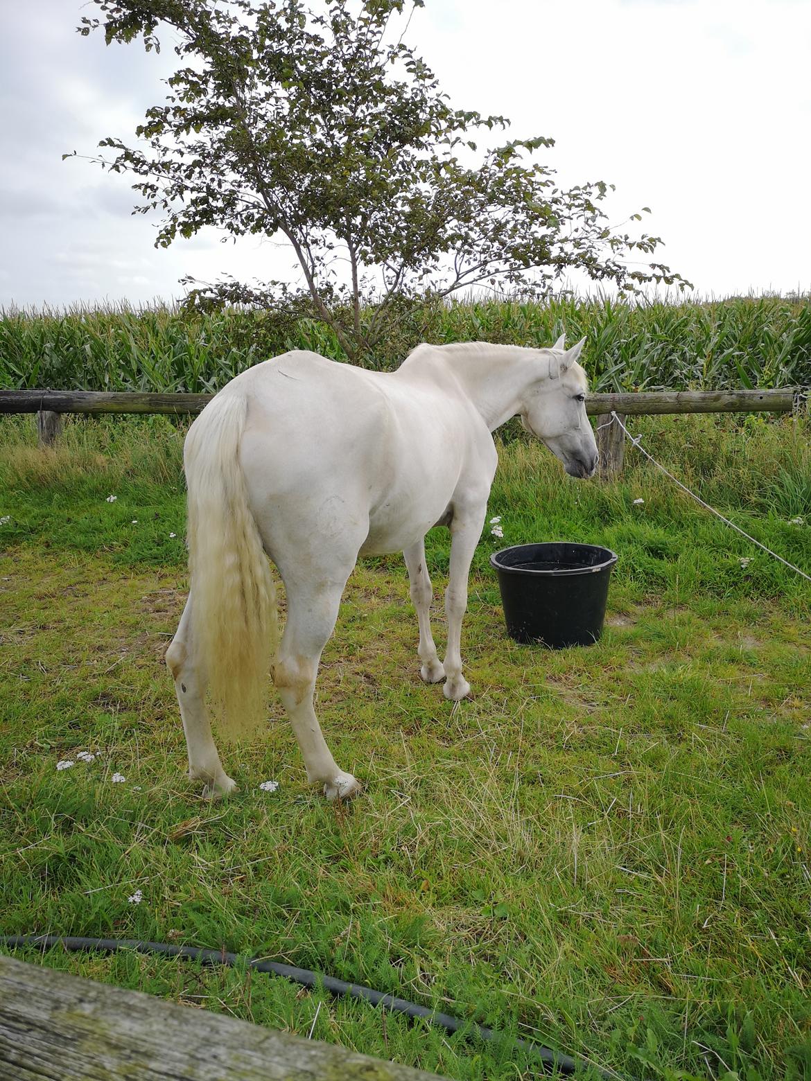 Pura Raza Española Olvidada XII billede 10