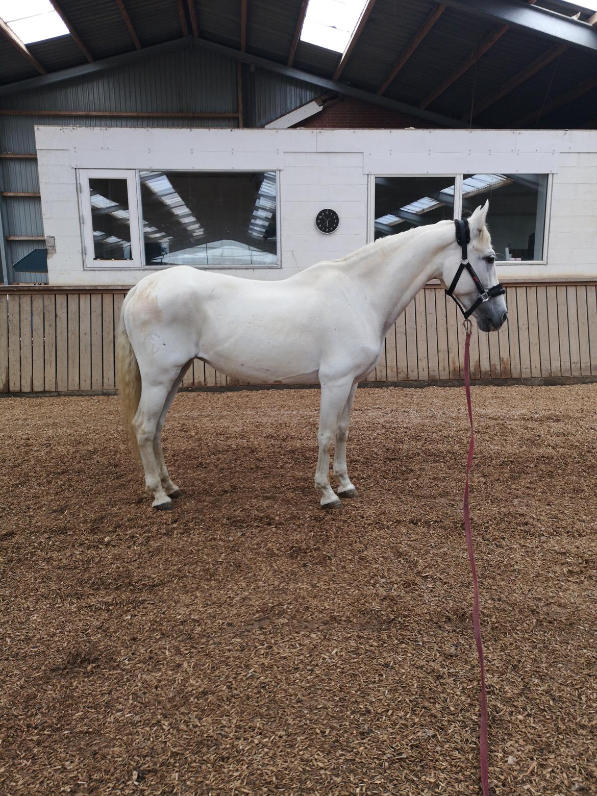 Pura Raza Española Olvidada XII billede 14