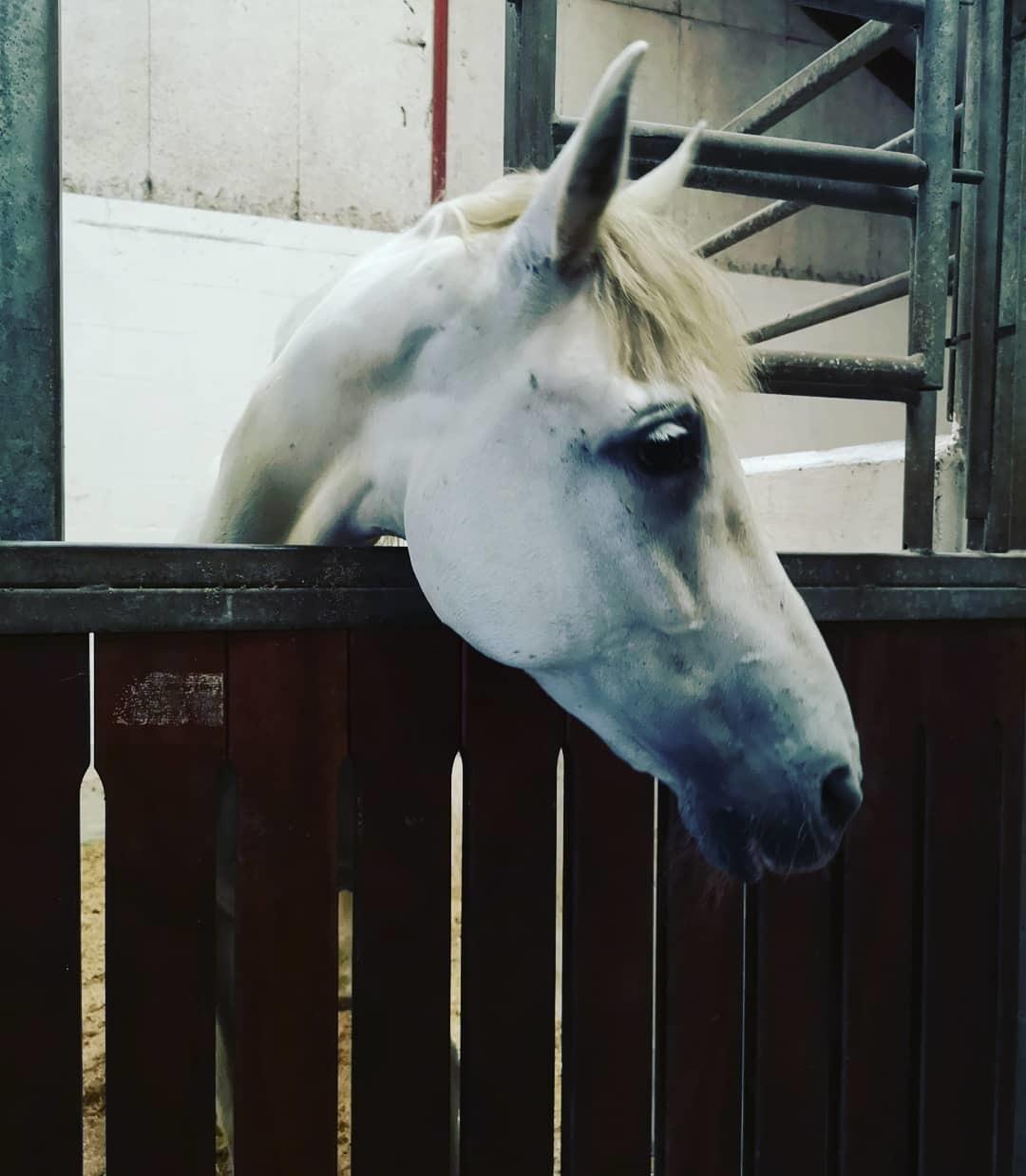 Pura Raza Española Olvidada XII billede 15