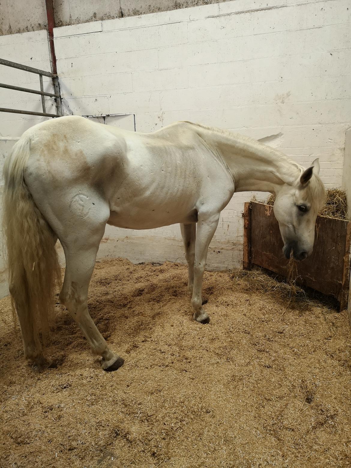 Pura Raza Española Olvidada XII billede 16