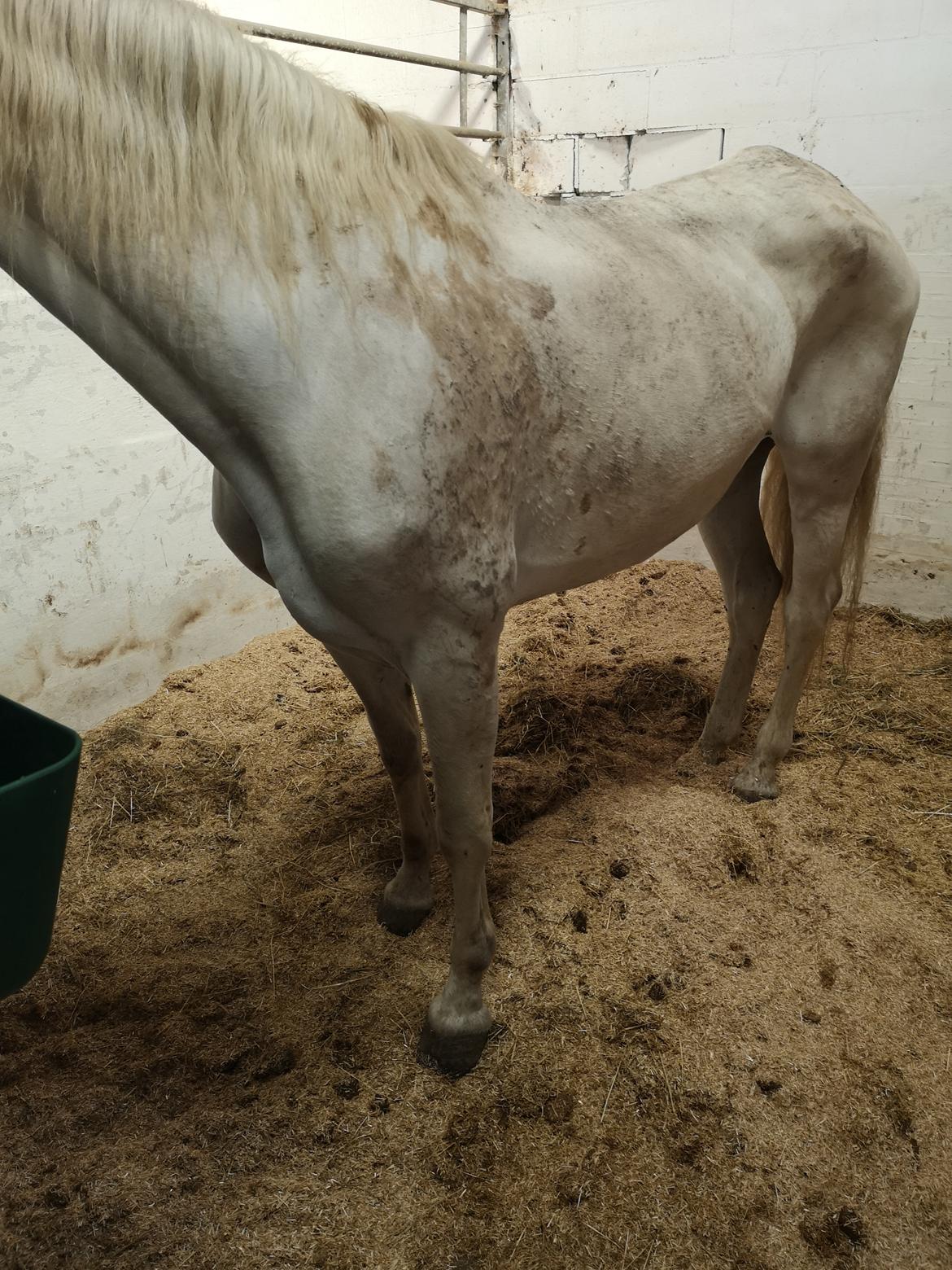 Pura Raza Española Olvidada XII billede 13