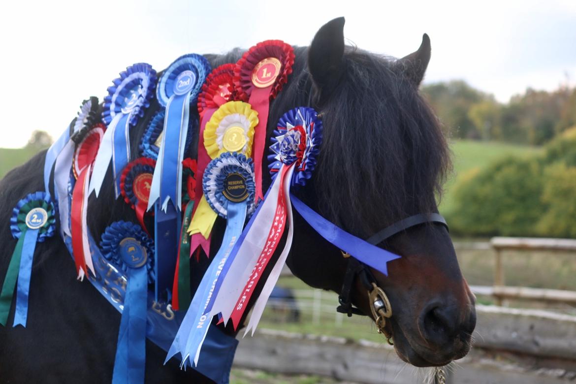 Welsh Cob (sec D) Glancerdin Macs - solgt billede 8