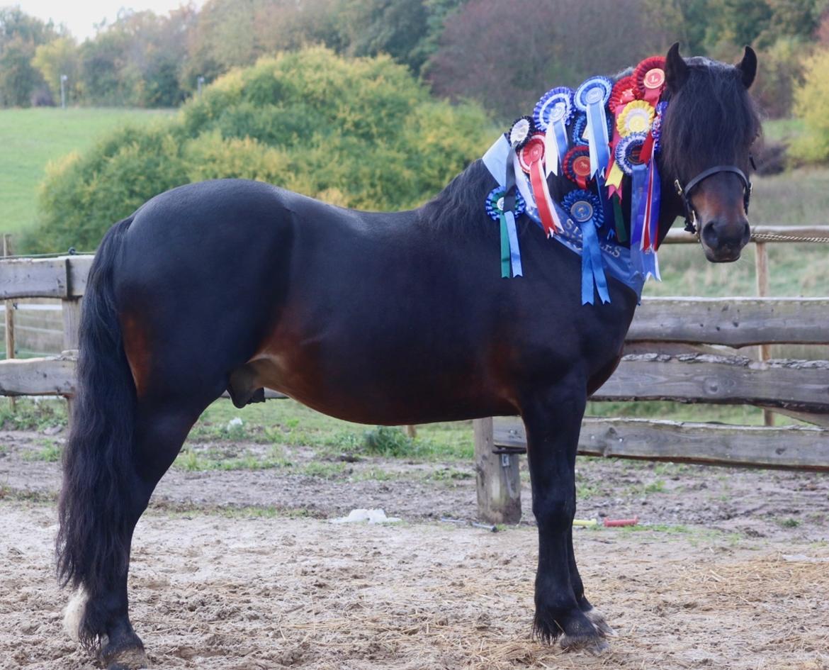 Welsh Cob (sec D) Glancerdin Macs - solgt billede 9