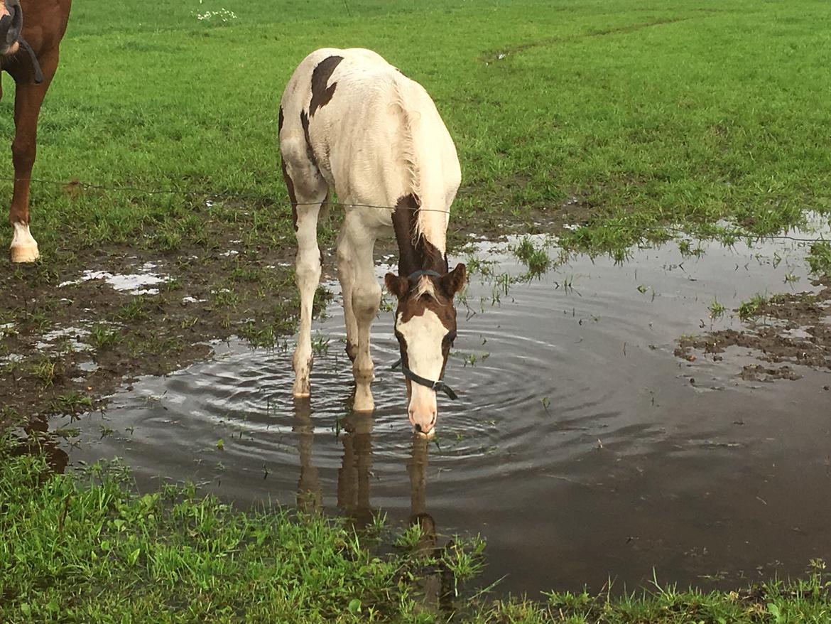 Pinto Lindegaardens Asterix the Sky. billede 16