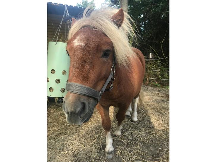 {{currentPhoto.altText}} billede {{currentPhoto.number}}