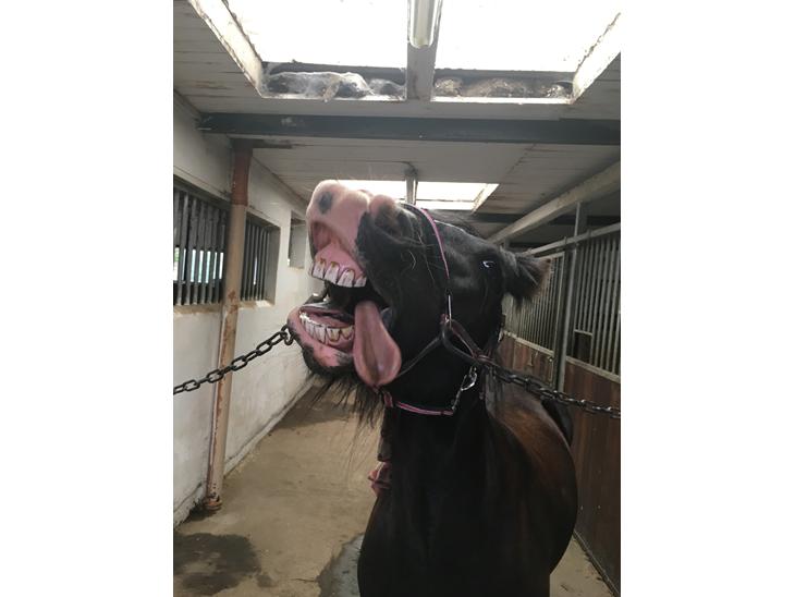 {{currentPhoto.altText}} billede {{currentPhoto.number}}