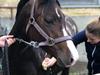 Welsh Partbred (Sec F) SWF'S Pippi (Pipes) 