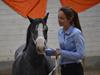 Welsh Mountain (sec A) Fakla Junior (Manse) † [Himmelhest]