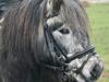 Shetlænder Silver