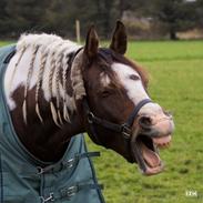 Pinto Araber Phantom's Tarik DE