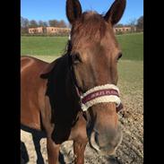 Anden særlig race Fame