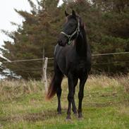 Dansk Varmblod Zorro