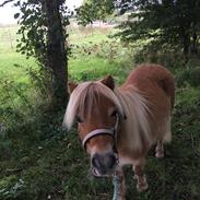 Shetlænder Annabella