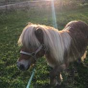 Shetlænder Annabella