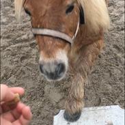 Shetlænder Annabella