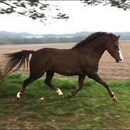 Welsh Pony (sec B) Mirain Lavender
