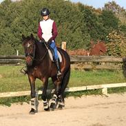 Dansk Varmblod Volition. tidl. hest