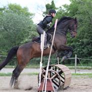 Dansk Varmblod Volition. tidl. hest