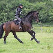 Dansk Varmblod Volition. tidl. hest