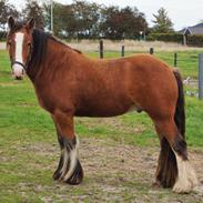 Irish Cob Lenders Winzent of Ireland