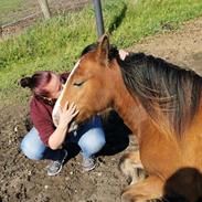 Irish Cob Lenders Winzent of Ireland