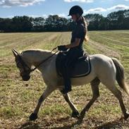 Welsh Pony (sec B) Kasper (Myandor)