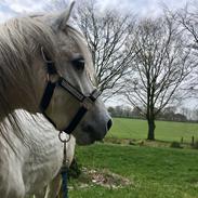 Welsh Pony (sec B) Kasper (Myandor)