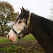 Welsh Cob (sec D) Bøgehøj's Miss Jardore