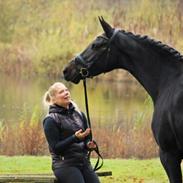 Dansk Varmblod Højlunds Zara bella