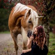 Haflinger Haflingegaarden Stingray ~ Ray ~