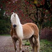 Haflinger Haflingegaarden Stingray ~ Ray ~