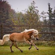 Haflinger Haflingegaarden Stingray ~ Ray ~