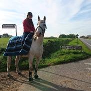 Hollandsk Varmblod Flying Dutch Boy (Futte)