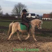 Welsh Mountain (sec A) Lusius