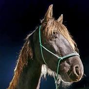 Frieser Bouke S