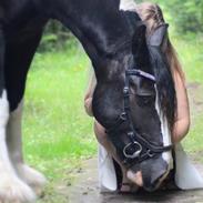 Irish Cob Lindes Josie