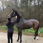 Trakehner Callisto