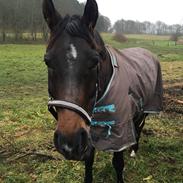 Trakehner Callisto
