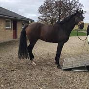 Trakehner Callisto