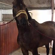 Trakehner Callisto