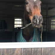 Trakehner Callisto