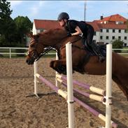 Dansk Varmblod Wianna