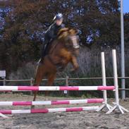 Dansk Varmblod Wianna