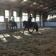 New Forest Bøgelys Frisco 