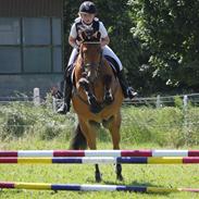 New Forest Bøgelys Frisco 