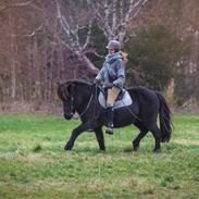 Islænder Bára fra Stiesholm [Lama]