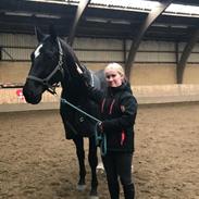 Hannoveraner Conquistador(Solgt)