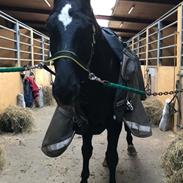 Hannoveraner Conquistador