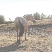 Fjordhest Nordregaards Aicha 